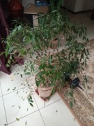 fikus duża roślina