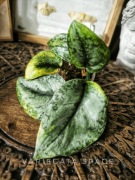 Scindapsus silver cloud aurea bakunawa variegata kolekcjonerski scyndapsus