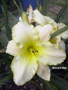 Liliowiec Blizzard Bay