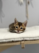 Kot bengalski, kocurek TICA