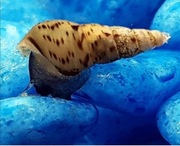 Ślimak Świderek – Melanoides tuberculata 10 sztuk 