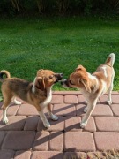 Szczeniaki do adopcji za darmo 