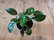 Filodendron Green Princess 