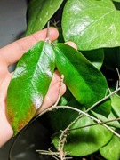 Png Sv 447 - sadzonka cięta 