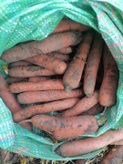 Marchew i pietruszka odpadowa 