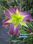 Liliowiec Garden Butterfly 