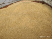 Pszenica ozima - Arkadia