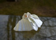 Stara piękna MUSZLA z cieniutkiej porcelany