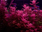 Piękna czerwona roślina akwariowa ROTALA MACRANDRA