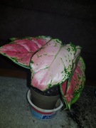 Aglaonema Crimson Love aglonema 