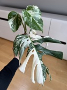 Monstera Variegata