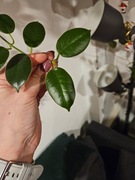 Hoya monette cięta 