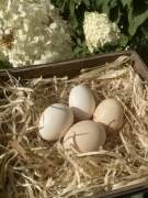 Jaka wiejskie 20 szt