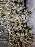 Obornik koński Czysty 