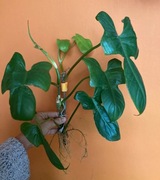 Zestaw sadzonek Philodendron filodendron bipennifolium Gold Violin 1B