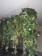 Kilkuletnia, duża   kwitnąca hoja /woskowiec 