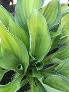 FUNKIA ,Hosta - sadzonki w doniczkach . Kup 10 sztuk 2 gratis !!!