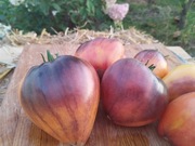 PINEAPPLE SERGEANT nasiona Pomidor Kolekcjonerski