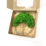 Drzewko Szczęścia Chrobotek, oryginalny prezent na każdą okazję, 25cm