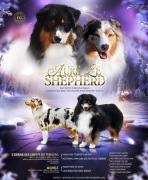 Owczarek australijski typ amerykański – szczeniaki z rodowodem FCI ZKwP