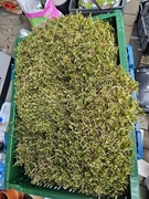 Mech leśny, naturalny, suszony.