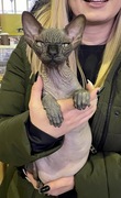 Jagódka ekstremalnie zmarszczone Kotka Sphynx Sfinks ForSale
