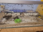 Mrówki messor barbarus + akcesoria