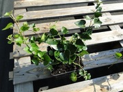 Bluszcz pospolity Hedera helix