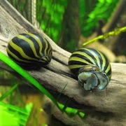 ślimak Neritina Zebra Neritina