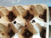 Karaczan Argentyński Dubia wylęg 100 szt