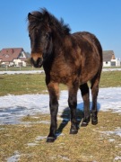 sprzedam hucuła klacz Polinezja