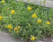 Wrotycz pospolity tanacetum vulgare 500 nasion