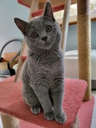 Kot brytyjski , kocurek liliowy Rodowodów 5 pokol