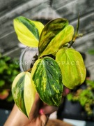 Philodendron Micans variegata filodendron kolekcjonerski Indonezja mikans