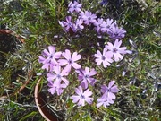 Floks szydlasty -  purpurowy z ciemnym oczkiem