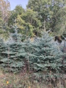 Świerk srebrzysty cięty choinki 220-300cm hurt