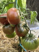 Pomidor Black From Tula nasiona kolekcjonerskie