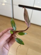 Philodendron Strawberry Shake