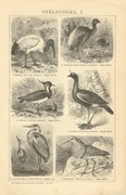Ptaki III  oryginalna XIX w. grafika