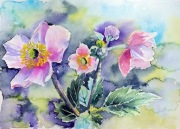 "Zakwitają w półcieniu"