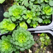 Skalnica cienista / Saxifraga x urbium var. primuloides