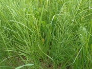 Skrzyp polny ziele 100g z Bieszczad 