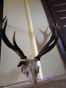 Wieniec myłkusa Jelenia 