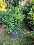 Bukszpan -ukorzeniony w donicy: 90cm szkółka W-wa