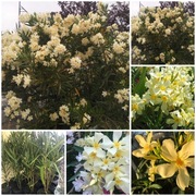 Żółty oleander o pieknych kwiatach 