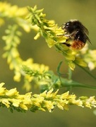 Nostrzyk nasiona eko 0,5kg