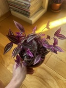 Trzykrotka tradescantia pink paradise