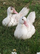 Kaczki francuskie 