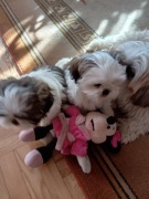 SHIH TZU PIESKI Z HODOWLI DOMOWEJ