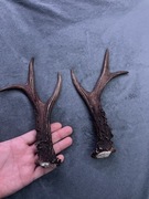 Rogi sarny (kozła) – naturalne, zrzuty